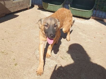 Pebbles, ein Sonnenschein auf 4 Pfoten :-), 6 Monate, 40 cm (wachsend)