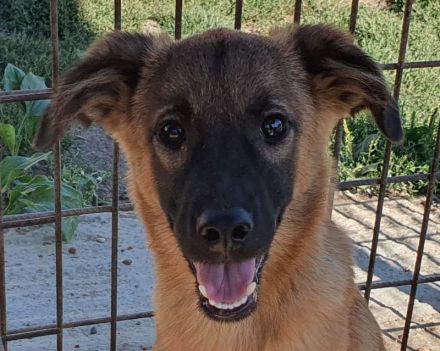 Pebbles, ein Sonnenschein auf 4 Pfoten :-), 6 Monate, 40 cm (wachsend)