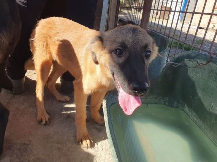 Pebbles, ein Sonnenschein auf 4 Pfoten :-), 6 Monate, 40 cm (wachsend)