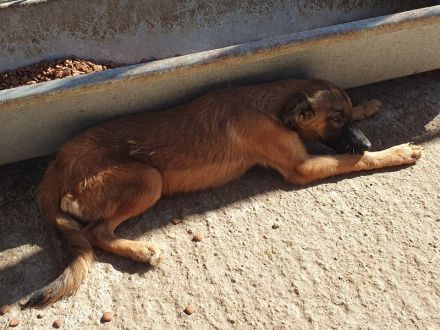 Pebbles, ein Sonnenschein auf 4 Pfoten :-), 6 Monate, 40 cm (wachsend)