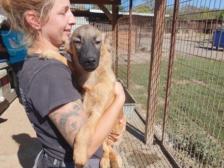 Pebbles, ein Sonnenschein auf 4 Pfoten :-), 6 Monate, 40 cm (wachsend)