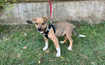 Begleiter mit großem Herz - Prinz Charming