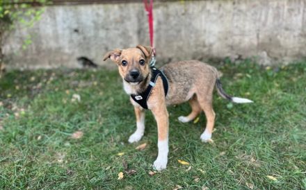 Begleiter mit großem Herz - Prinz Charming