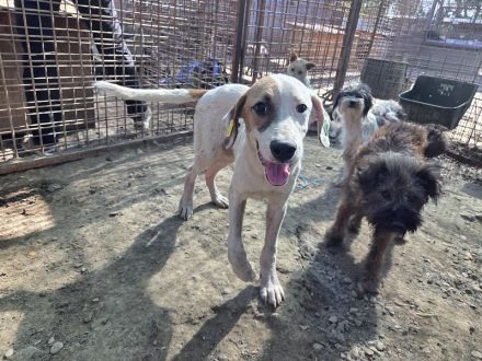 Sirius, sanft, anhänglich und zutraulich, es fehlt nur noch seine Menschen, 1 Jahr, 54 cm