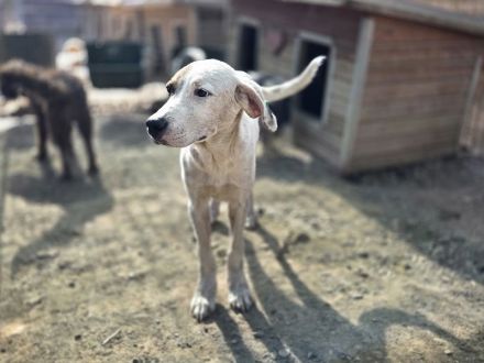 Sirius, sanft, anhänglich und zutraulich, es fehlt nur noch seine Menschen, 1 Jahr, 54 cm