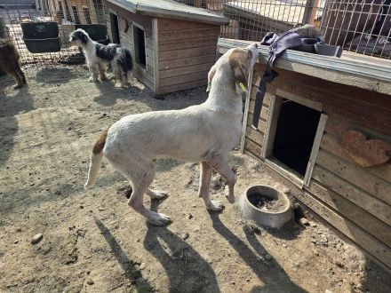 Sirius, sanft, anhänglich und zutraulich, es fehlt nur noch seine Menschen, 1 Jahr, 54 cm