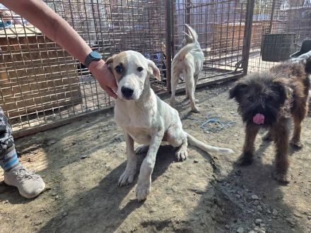 Sirius, sanft, anhänglich und zutraulich, es fehlt nur noch seine Menschen, 1 Jahr, 54 cm