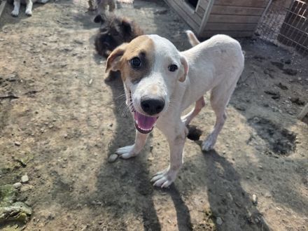 Sirius, sanft, anhänglich und zutraulich, es fehlt nur noch seine Menschen, 1 Jahr, 54 cm