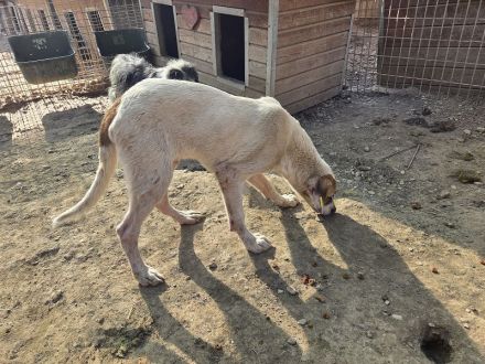 Sirius, sanft, anhänglich und zutraulich, es fehlt nur noch seine Menschen, 1 Jahr, 54 cm