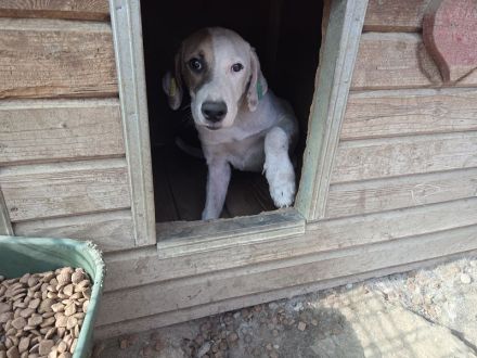 Sirius, sanft, anhänglich und zutraulich, es fehlt nur noch seine Menschen, 1 Jahr, 54 cm