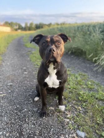 American Bully XL