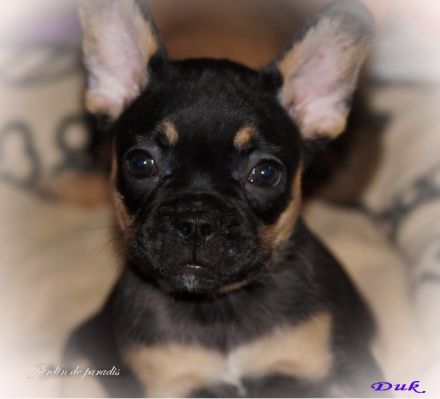 Französische Bulldoggen Welpen Rüden von komplett ausgewerteten Elterntieren