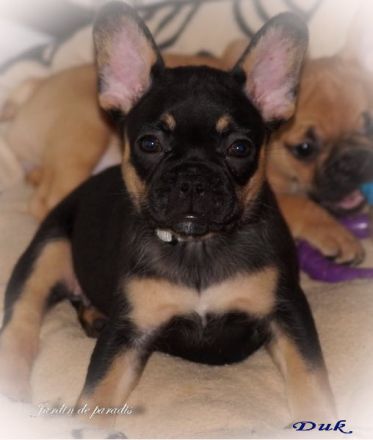 Französische Bulldoggen Welpen Rüden von komplett ausgewerteten Elterntieren