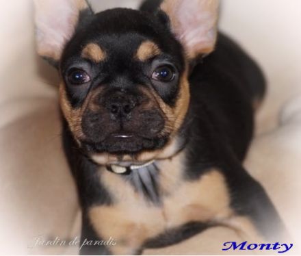 Französische Bulldoggen Welpen Rüden von komplett ausgewerteten Elterntieren