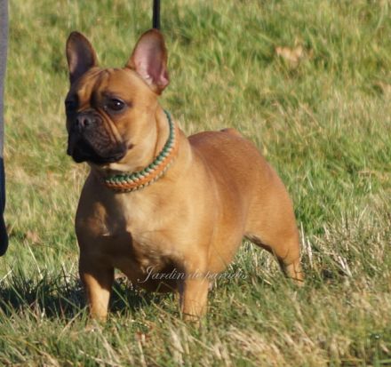 Französische Bulldoggen Welpen Rüden von komplett ausgewerteten Elterntieren