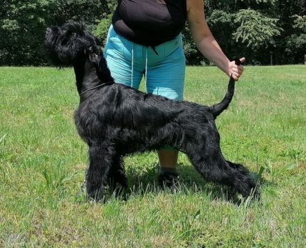 Riesenschnauzer hündin