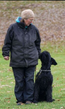 Riesenschnauzer hündin