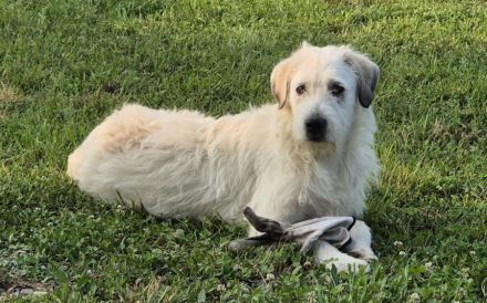 Flauschiger Jungspunt Newton