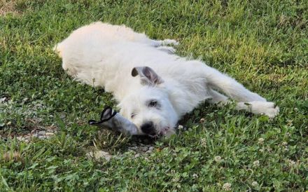 Flauschiger Jungspunt Newton