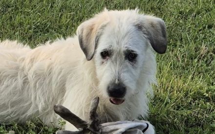 Flauschiger Jungspunt Newton