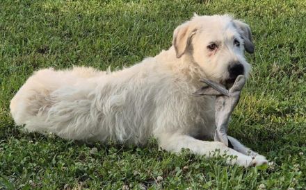 Flauschiger Jungspunt Newton