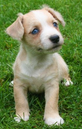 Malteser Jack Russel Mischlingswelpen