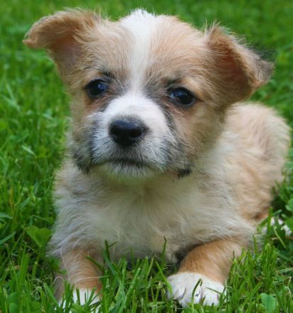 Malteser Jack Russel Mischlingswelpen