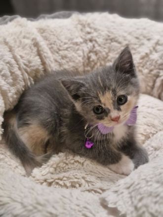 Süße flauschige Kitten abzugeben! (Siam-BKH)