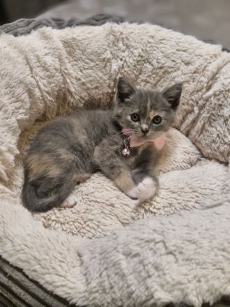 Süße flauschige Kitten abzugeben! (Siam-BKH)