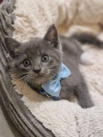 Süße flauschige Kitten abzugeben! (Siam-BKH)