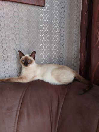 Süße flauschige Kitten abzugeben! (Siam-BKH)