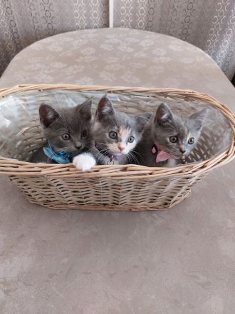 Süße flauschige Kitten abzugeben! (Siam-BKH)