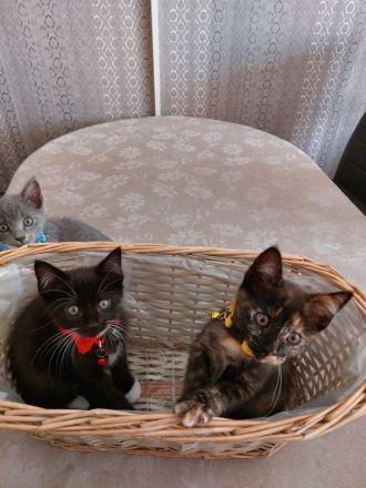 Süße flauschige Kitten abzugeben! (Siam-BKH)