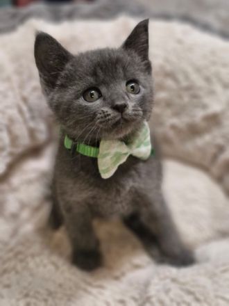 Süße flauschige Kitten abzugeben! (Siam-BKH)