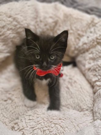 Süße flauschige Kitten abzugeben! (Siam-BKH)