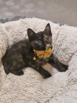 Süße flauschige Kitten abzugeben! (Siam-BKH)