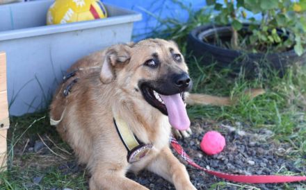 Zauberhafte Alexa sucht ihre Menschen