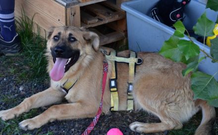 Zauberhafte Alexa sucht ihre Menschen