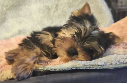 Reinrassige Yorkshire Terrier