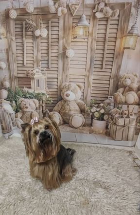 Reinrassige Yorkshire Terrier