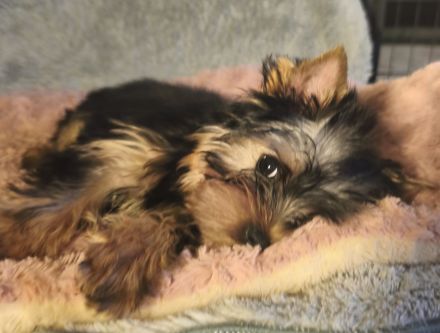 Reinrassige Yorkshire Terrier