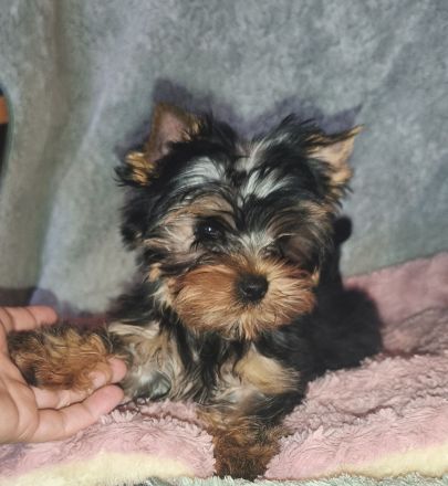 Reinrassige Yorkshire Terrier