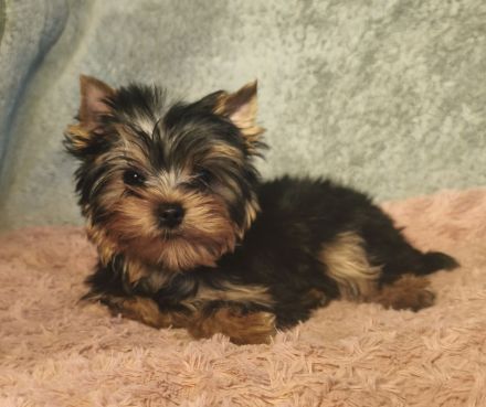 Reinrassige Yorkshire Terrier
