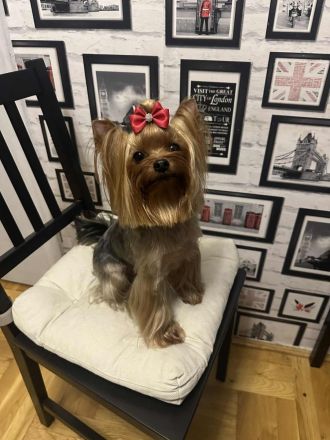 Reinrassige Yorkshire Terrier