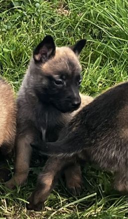 Malinois Welpen, Deutscher Schäferhund