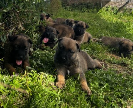 Malinois Welpen, Deutscher Schäferhund