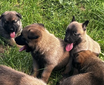 Malinois Welpen, Deutscher Schäferhund