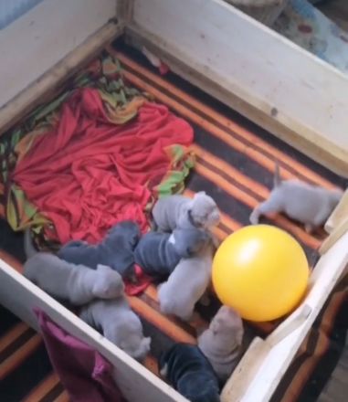 Wurfankündigung oeb Welpen