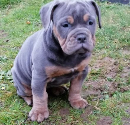 Wurfankündigung oeb Welpen