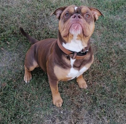 Wurfankündigung oeb Welpen